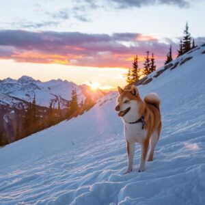 shiba inu avalanche rise